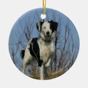Border Collie Leg opgetild Keramisch Ornament