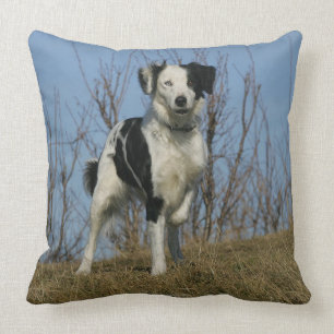 Border Collie Leg opgetild Kussen