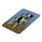 Border Collie Leg opgetild Magneet (Linkerzijde)