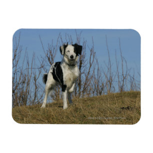 Border Collie Leg opgetild Magneet