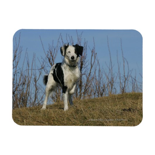 Border Collie Leg opgetild Magneet (Horizontaal)
