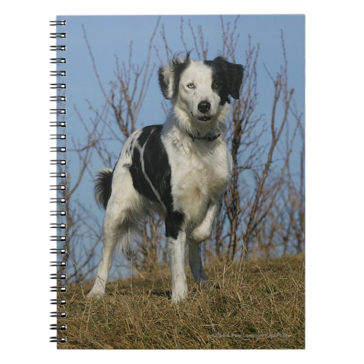 Border Collie Leg opgetild Notitieboek (Voorkant)