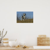Border Collie Leg opgetild Poster (Keuken)