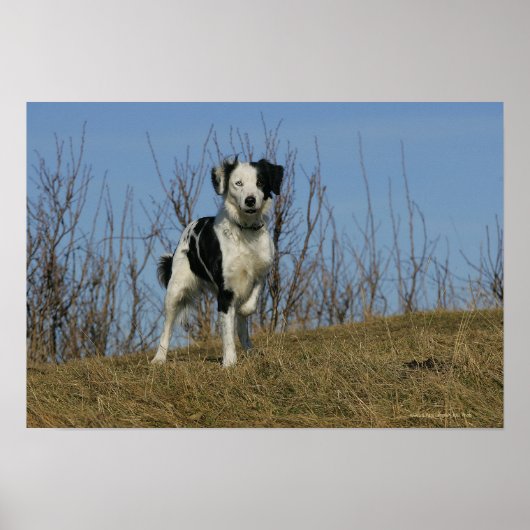 Border Collie Leg opgetild Poster (Voorkant)