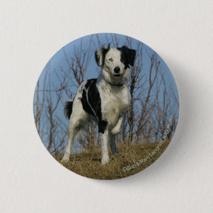 Border Collie Leg opgetild Ronde Button 5,7 Cm