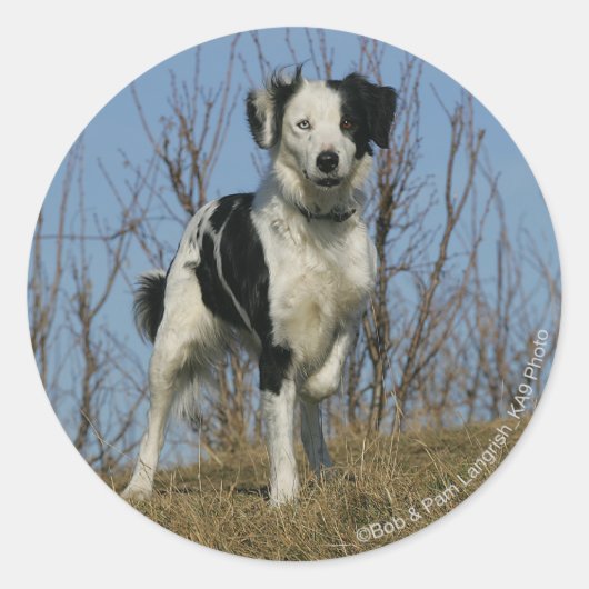 Border Collie Leg opgetild Ronde Sticker (Voorkant)