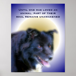 Border Collie Love For Animals Inspirational Poster