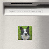 Border Collie Magneet (Insitu (Vaatwasser))