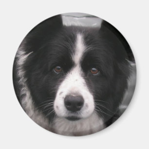 Border Collie Magnet Magneet