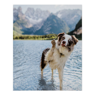 Border Collie Meer Avontuur Berg Hond Reizen Perfect Poster