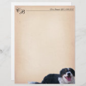 Border Collie Mix (Voorkant / Achterkant)