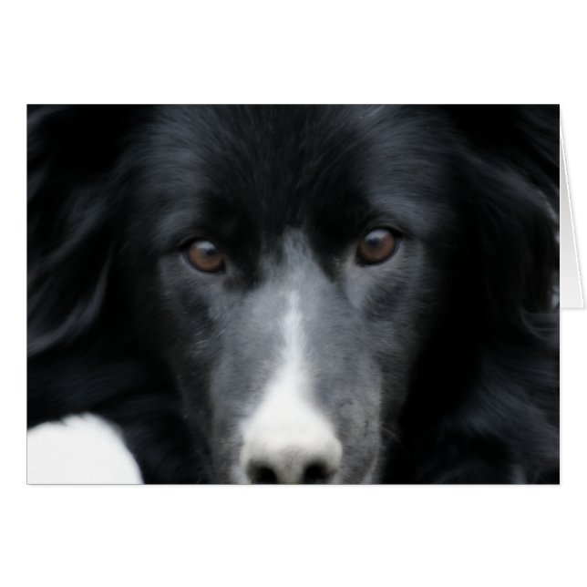 Border collie noir font face à la carte de chien (Devant Horizontal)