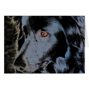 Border collie noir font face à la carte de chien
