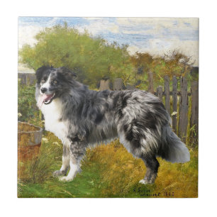 Border Collie op de boerderij Tegeltje