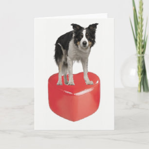Border collie op de Kaart van de Valentijnsdag van