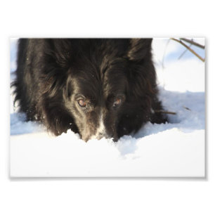 Border Collie Photo Foto Afdruk