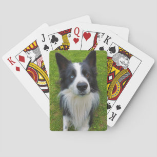 Border Collie Pokerkaarten