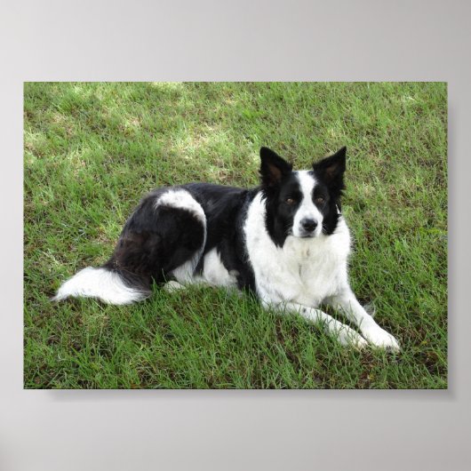 Border Collie Poster (Voorkant)