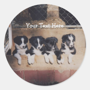 Border Collie Puppies Dog Sticker