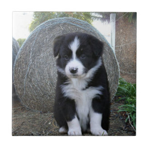 Border Collie Puppy Boerderij Life, Tegeltje