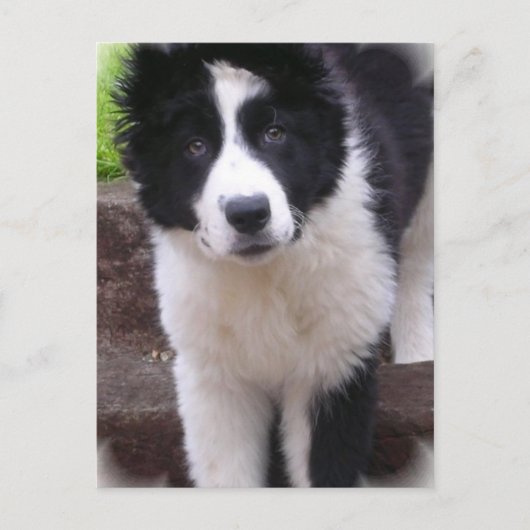 Border Collie Puppy Briefkaart (Voorkant)