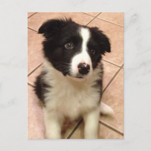 Border Collie Puppy Briefkaart (Voorkant)