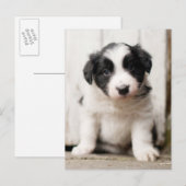 Border Collie Puppy Briefkaart (Voorkant / Achterkant)