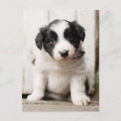 Border Collie Puppy Briefkaart (Voorkant)