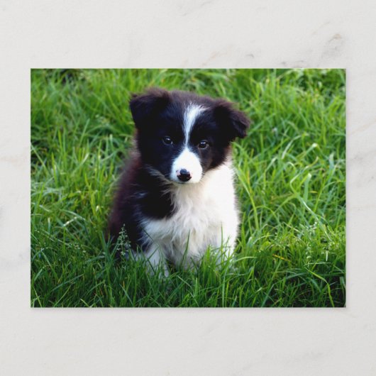 Border Collie Puppy Briefkaart (Voorkant)