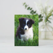 Border Collie Puppy Briefkaart (Staand voorkant)