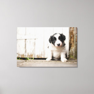 Border Collie Puppy Canvas Afdruk