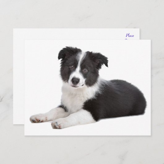 Border Collie Puppy Dog Blank Greeting Post Kaart (Voorkant / Achterkant)