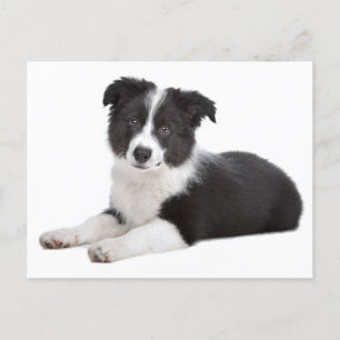 Border Collie Puppy Dog Blank Greing Post Card Briefkaart