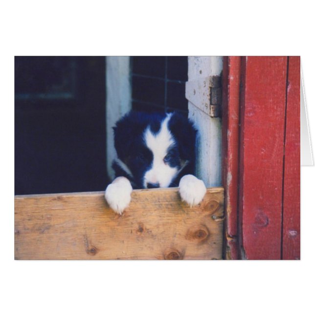 Border Collie Puppy Dog Card (Voorkant Horizontaal)