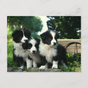 Border Collie Puppy Dog - Hallo, denken aan jou Briefkaart