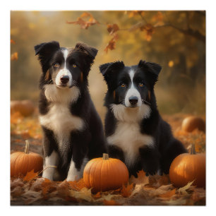 Border Collie Puppy Herfst Plezier Pompoen Perfect Poster