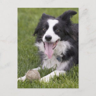 Border Collie Puppy Hond - Blanco, Hallo, Liefde, Briefkaart