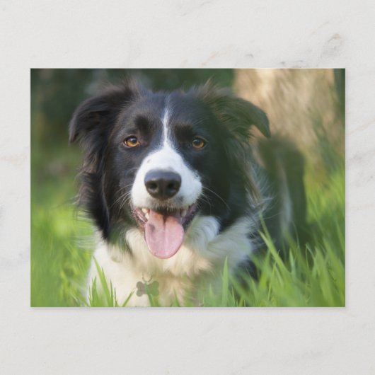 Border Collie Puppy Hond - Blank Briefkaart (Voorkant)