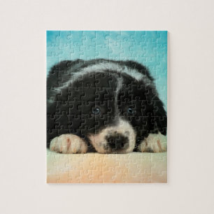 Border Collie Puppy Legpuzzel