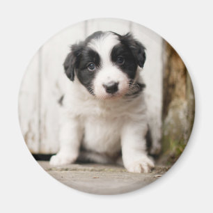 Border Collie Puppy Magneet