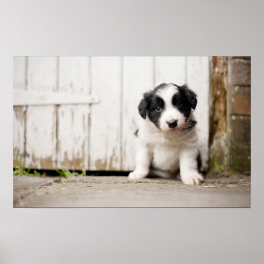Border Collie Puppy Poster (Voorkant)