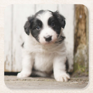 Border Collie Puppy Vierkante Kartonnen Onderzetter