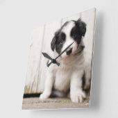 Border Collie Puppy Vierkante Klok (Hoek)
