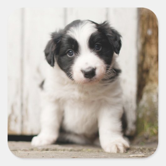 Border Collie Puppy Vierkante Sticker (Voorkant)