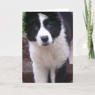 Border Collie Puppy Wenskaart Kaart