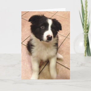 Border Collie Puppy Wenskaart Kaart