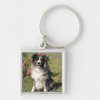 Border Collie Sleutelhanger