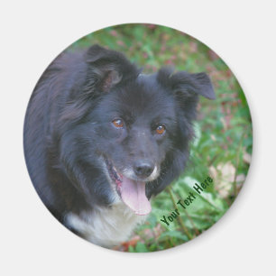 Border Collie Smiling Cute Dog Magnet Magneet