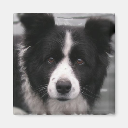 Border Collie Square Magnet Magneet (Voorkant)