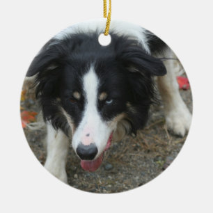 Border Collie Stare Dog Keramisch Ornament